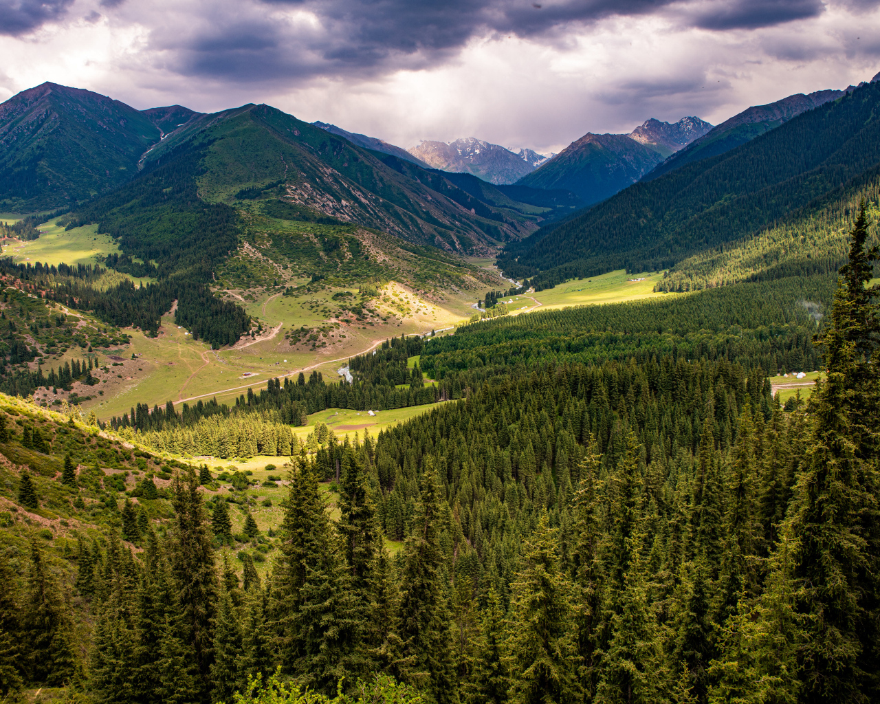 Зеленые ели покрывают высокие горы 