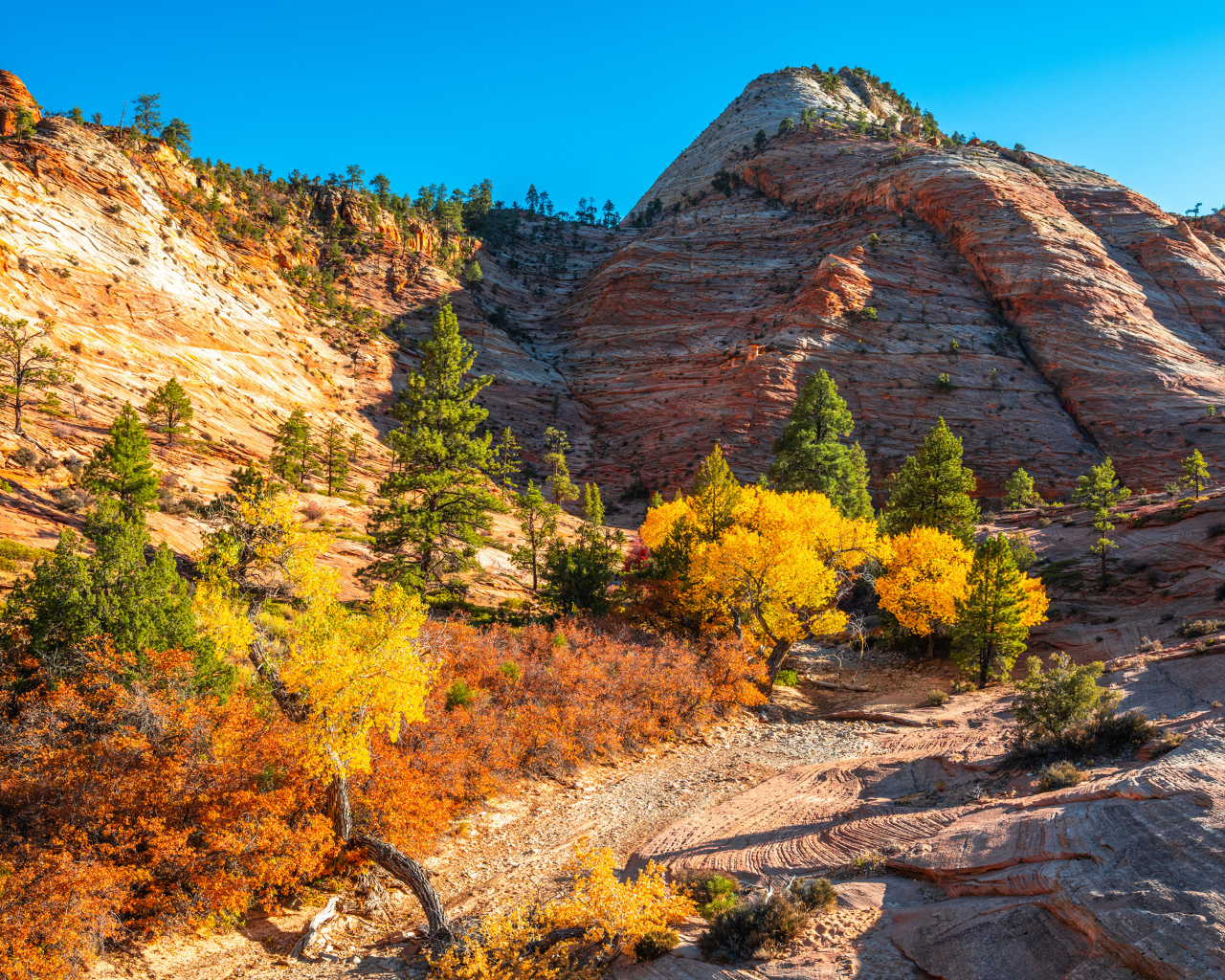 Горы с деревьями в лучах яркого осеннего  солнца 