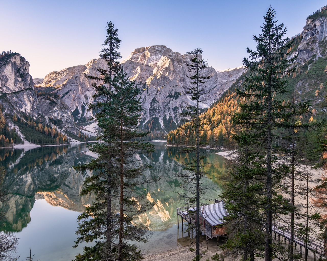 Высокие сосны на берегу озера у Доломитовых альп 