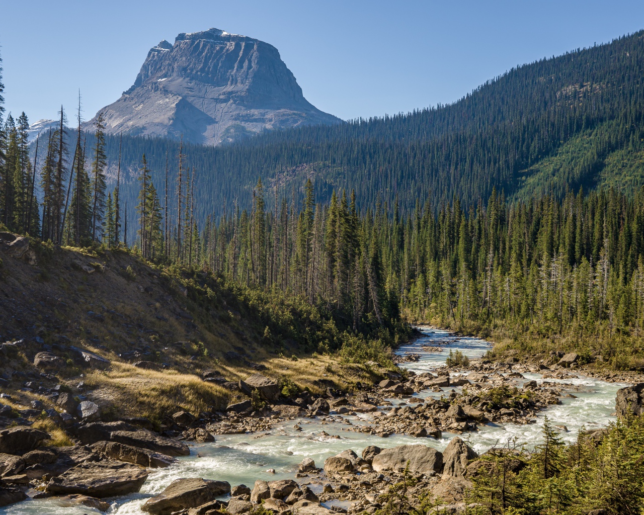 Гора покрыта хвойным лесом у реки 