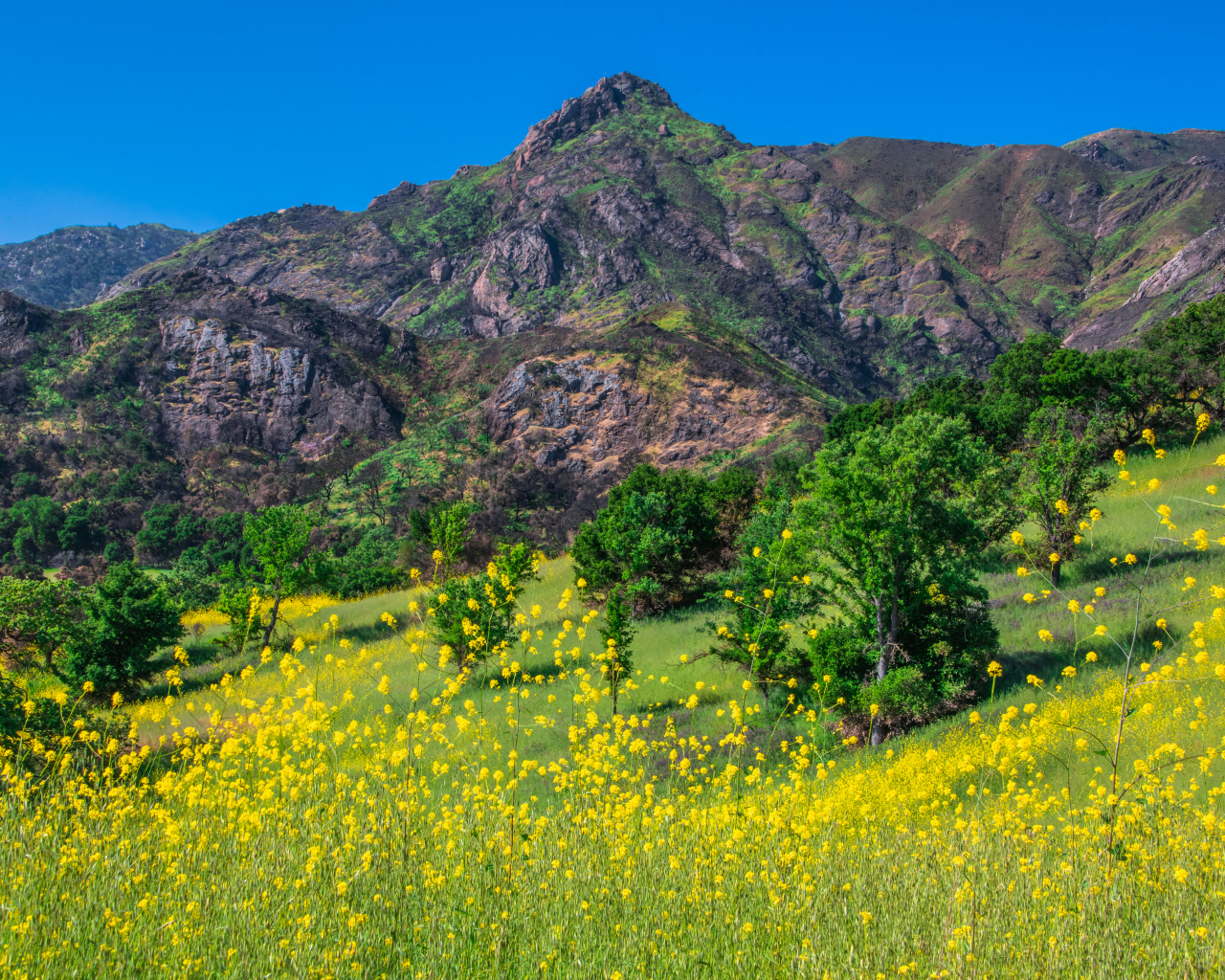 Желтые цветы и зеленая трава у подножия горы