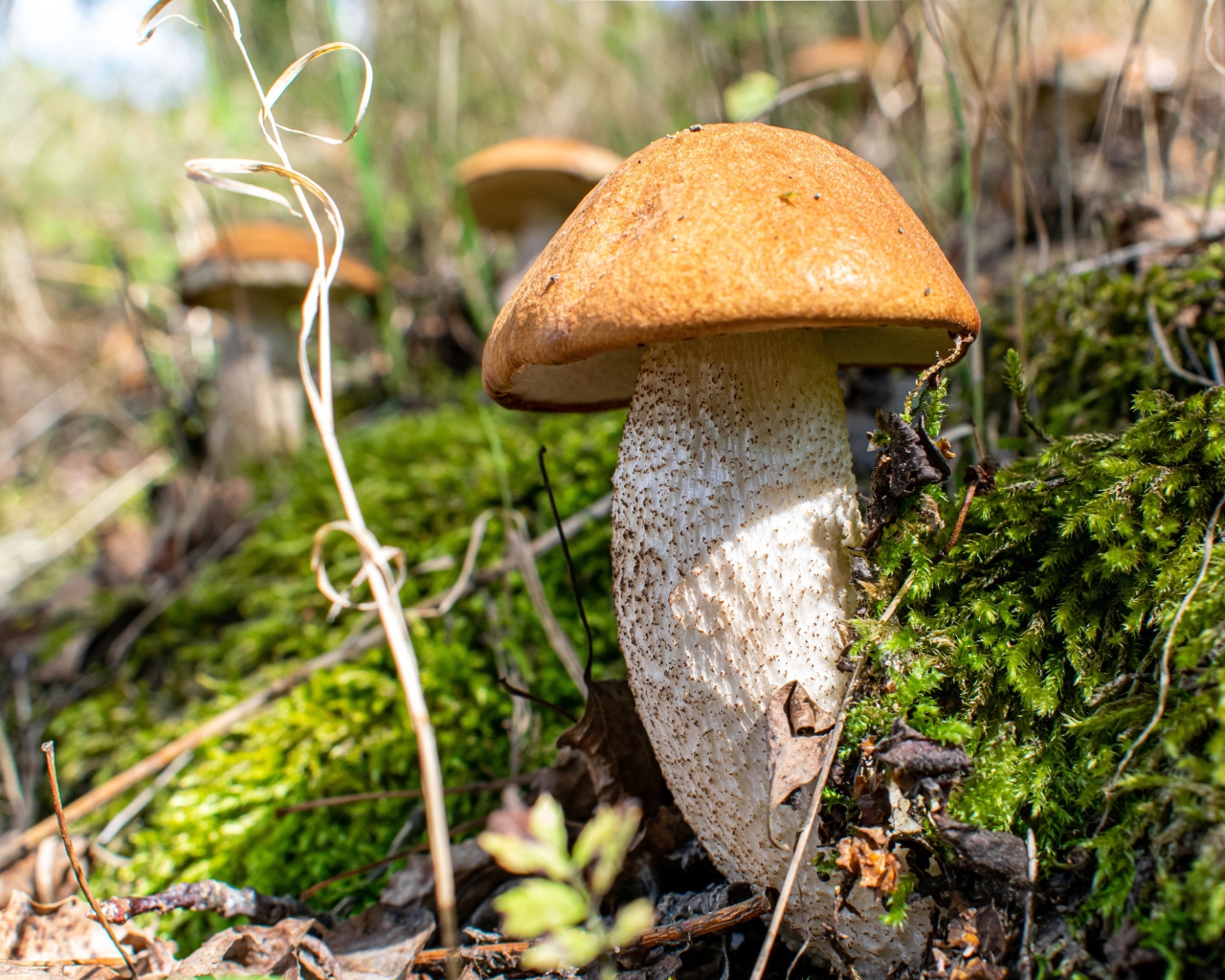 Большой белый гриб  растет на покрытой мхом земле