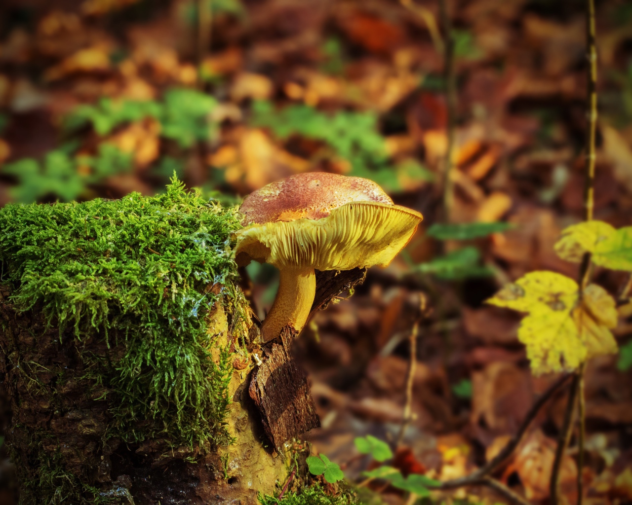 Дикий гриб растет на покрытом мхом пне