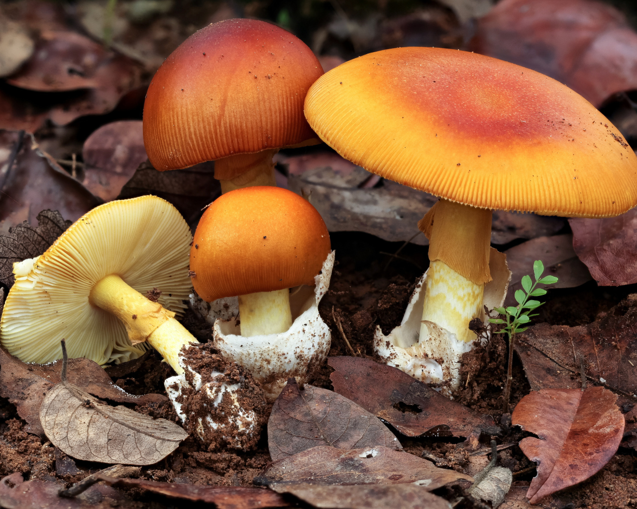 Осенние грибы растут в опавшей листве