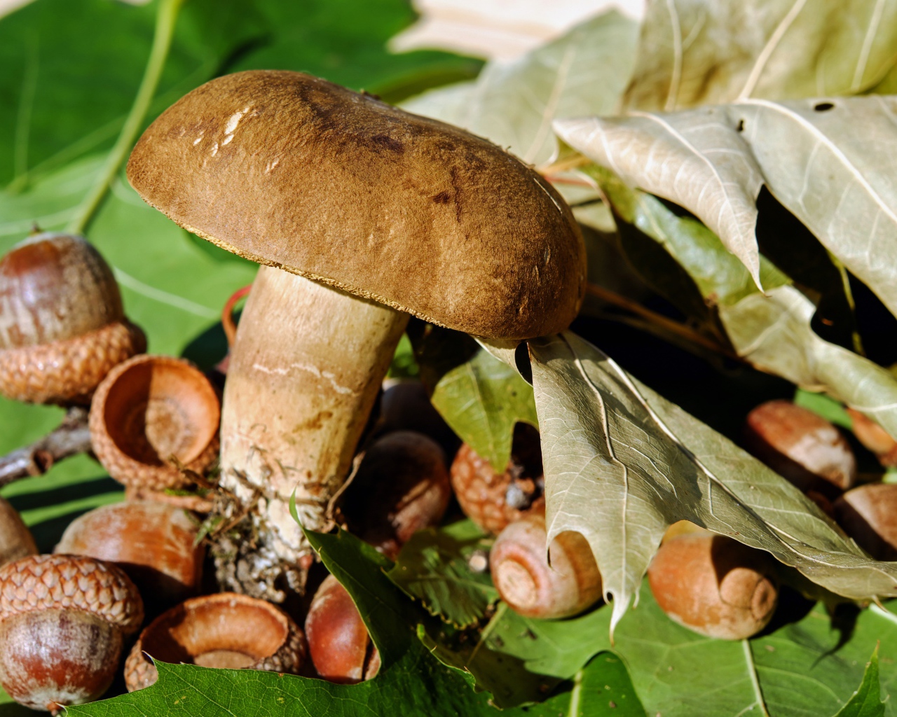 Большой гриб с желудями на земле