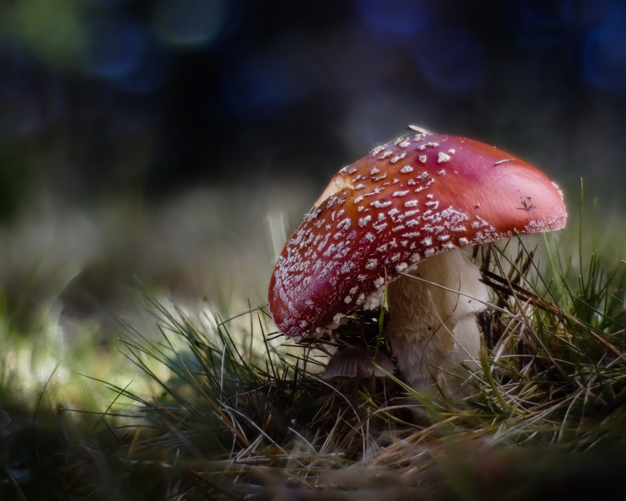 Большой красный мухомор растет на траве