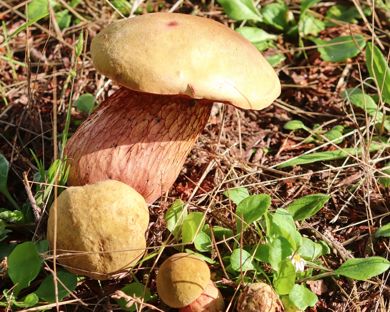 Большой белый гриб на траве в лесу