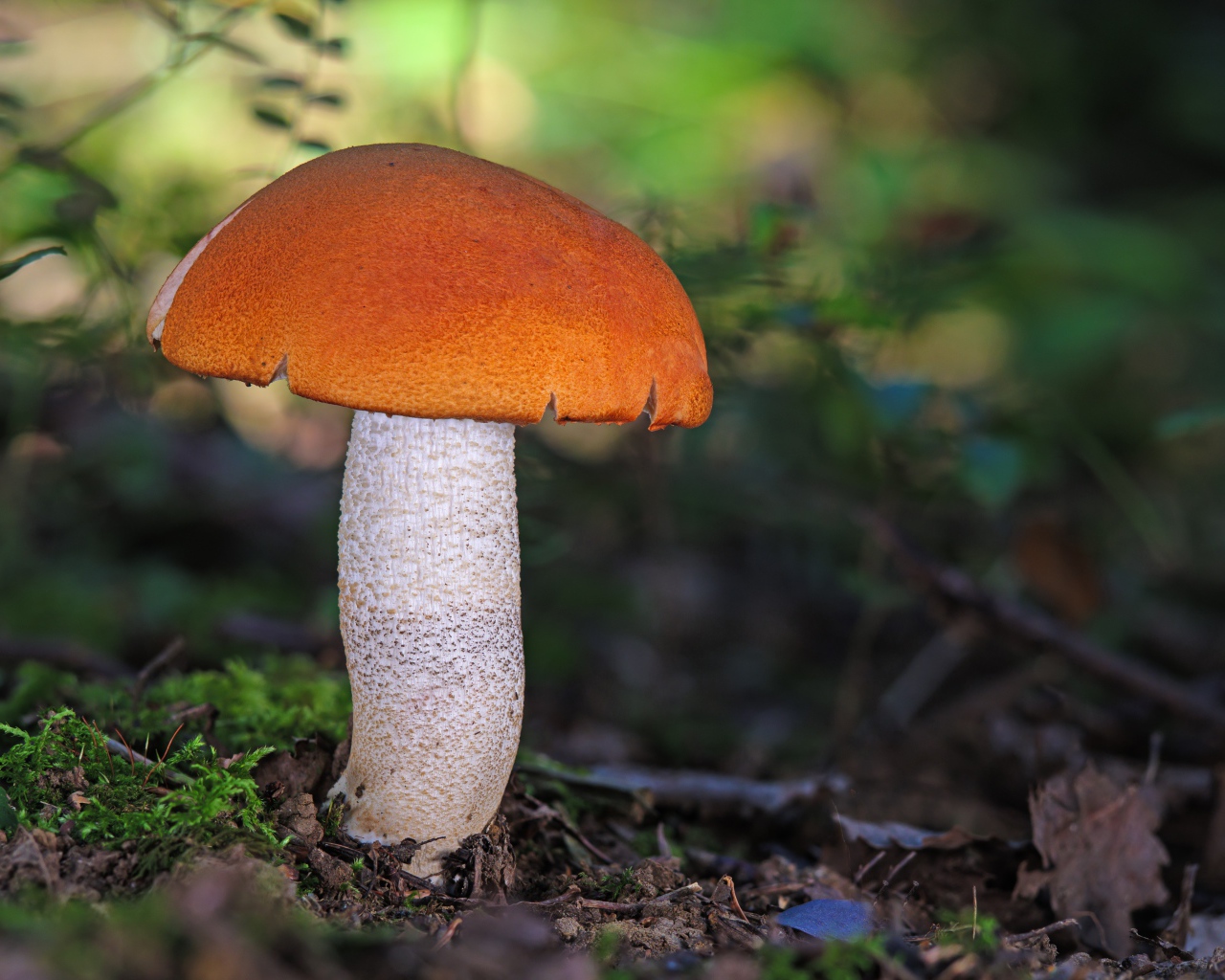 Подосиновик на земле в лесу