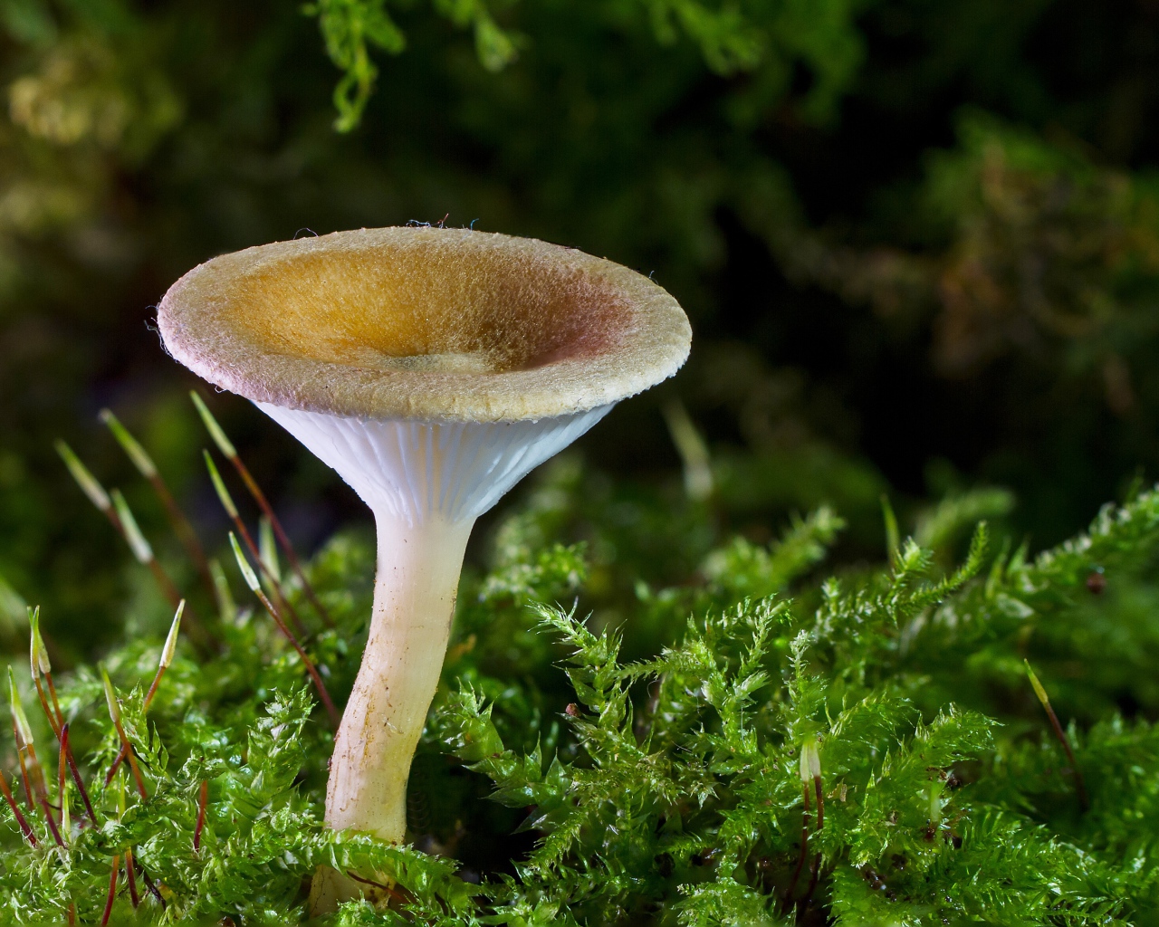 Лесной гриб на покрытой мхом земле 