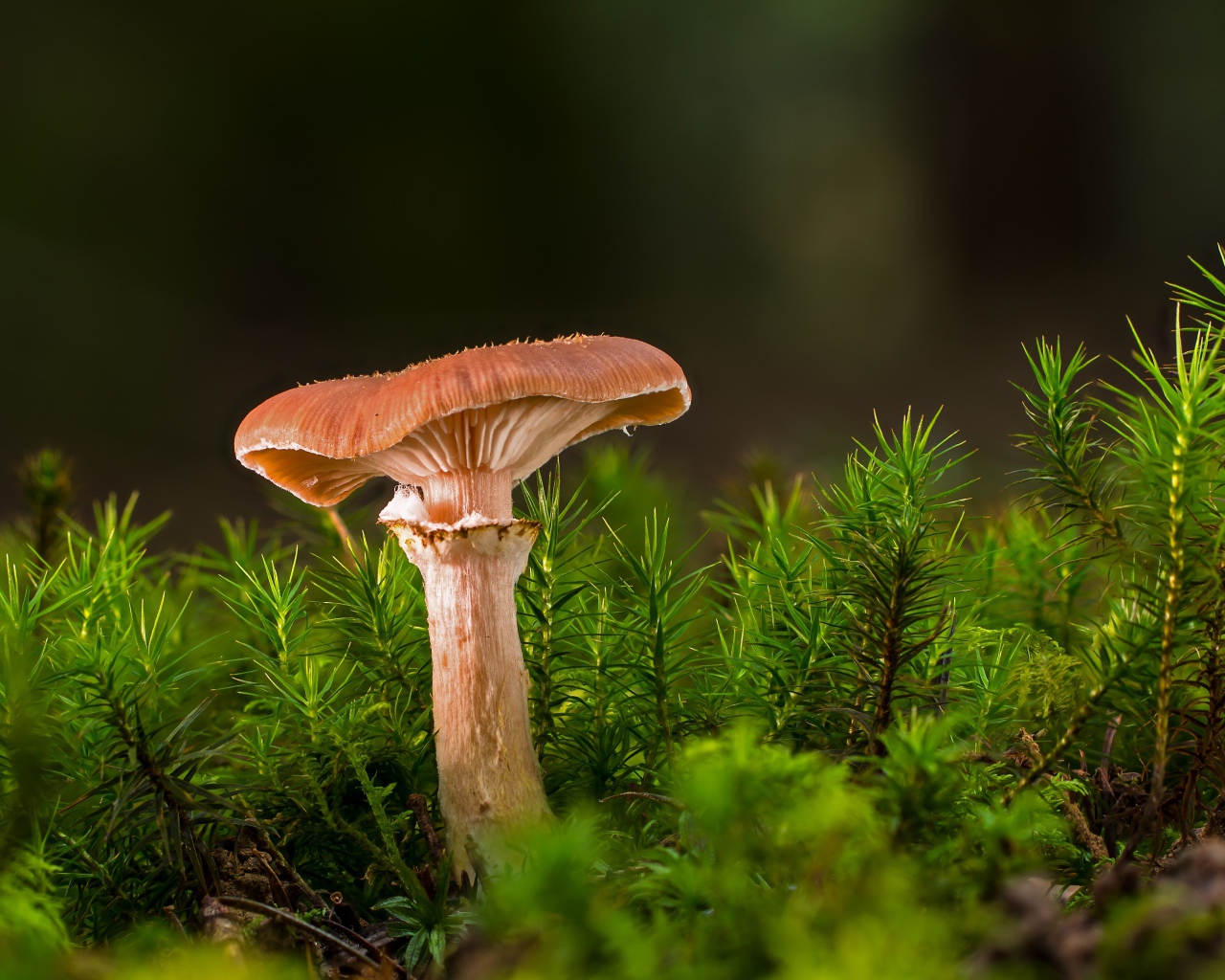 Лесной гриб  с зеленой травой 