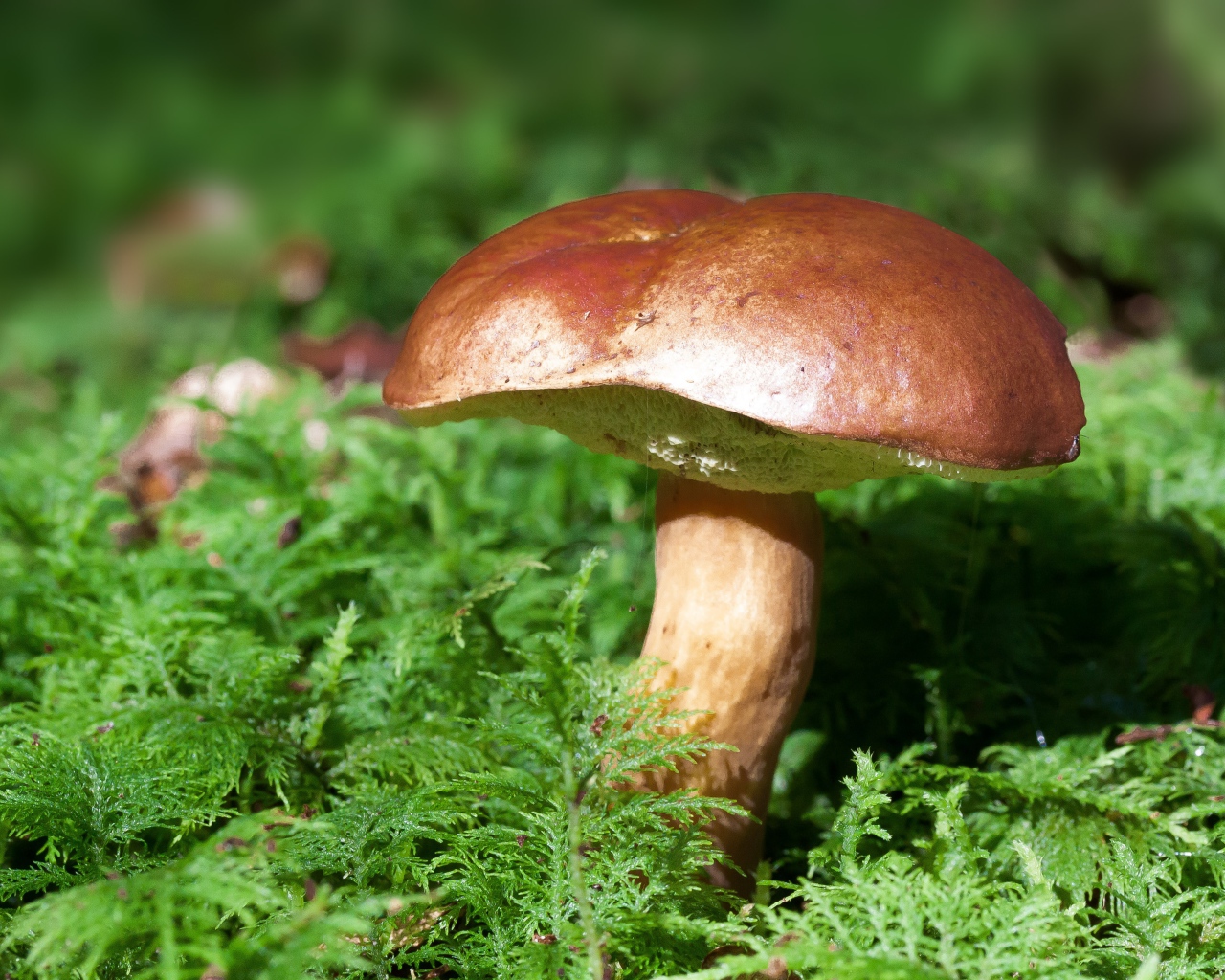 Большой польский гриб на покрытой мхом земле