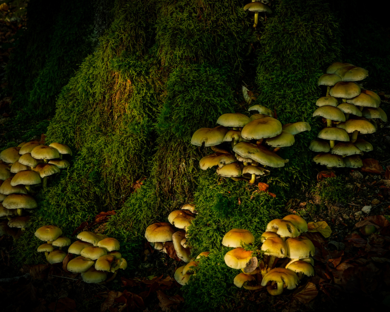 Много грибов на покрытом мхом дереве