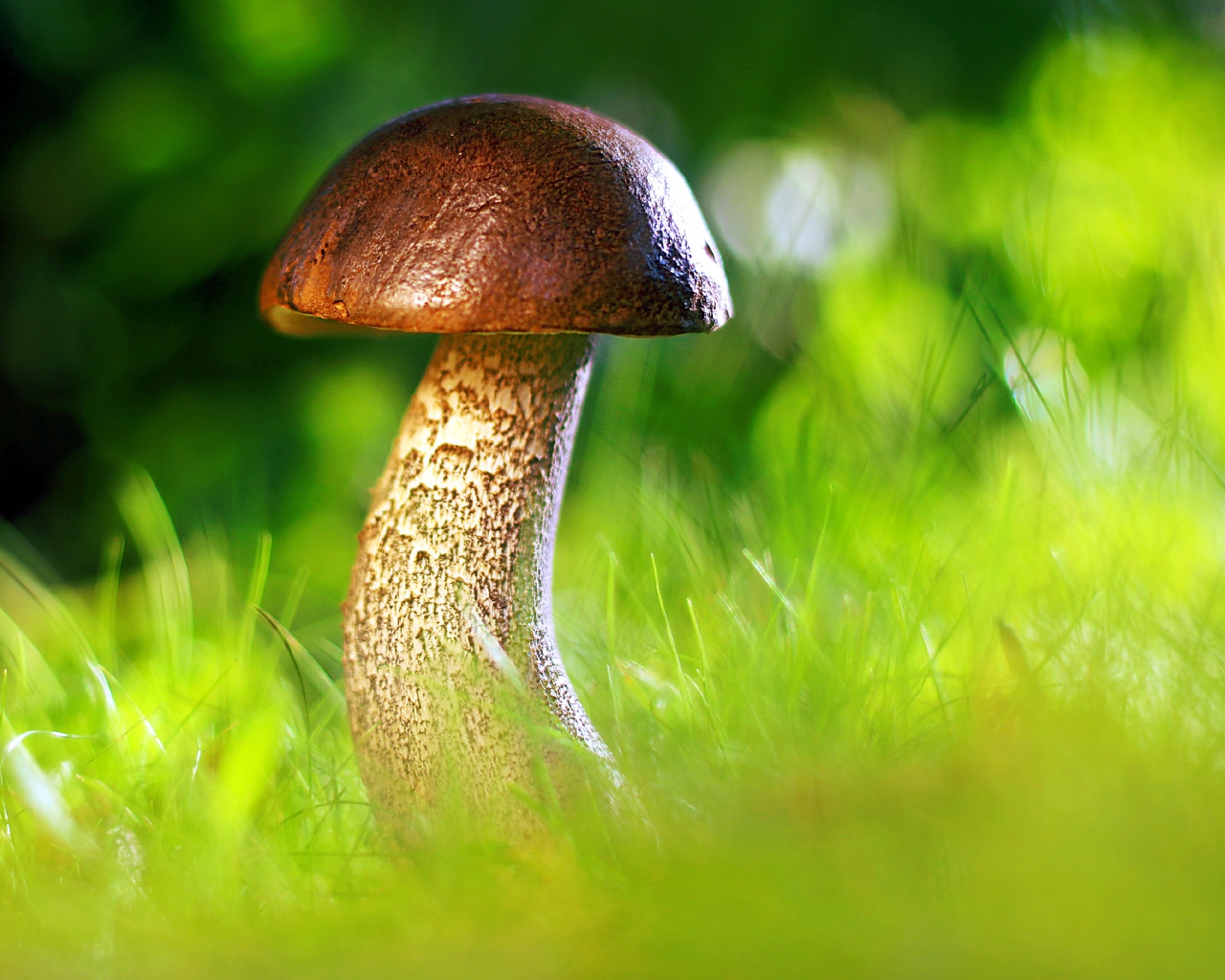 Гриб растет в зеленой траве в лесу