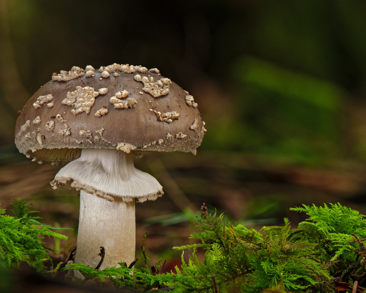 Mushroom with green moss in the forest