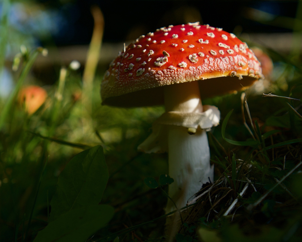 Красный лесной мухомор в зеленой траве
