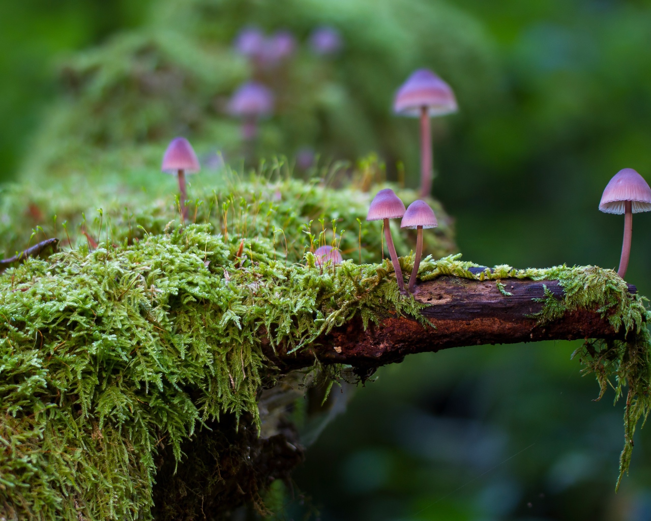 Маленькие ядовитые грибы поганки на покрытом мхом дереве