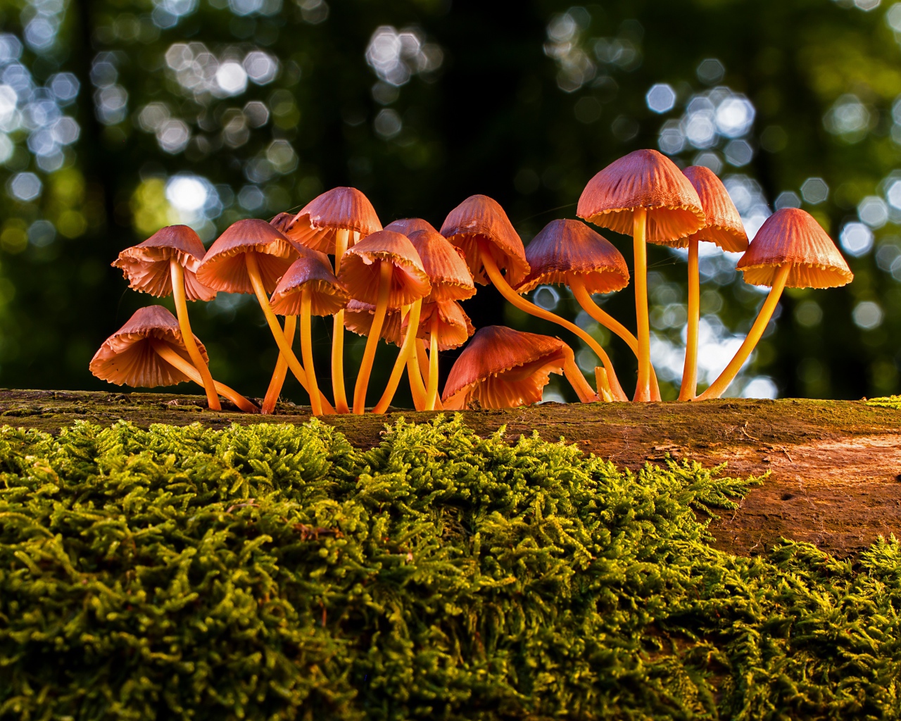 Маленькие грибы поганки на покрытом мхом дереве