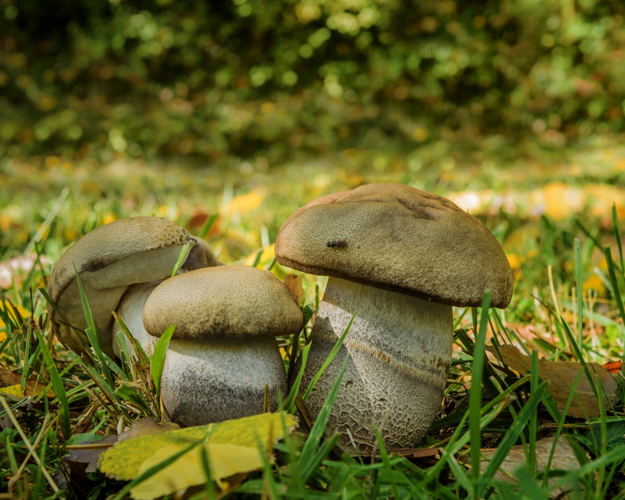 Три белых гриба в зеленой траве 