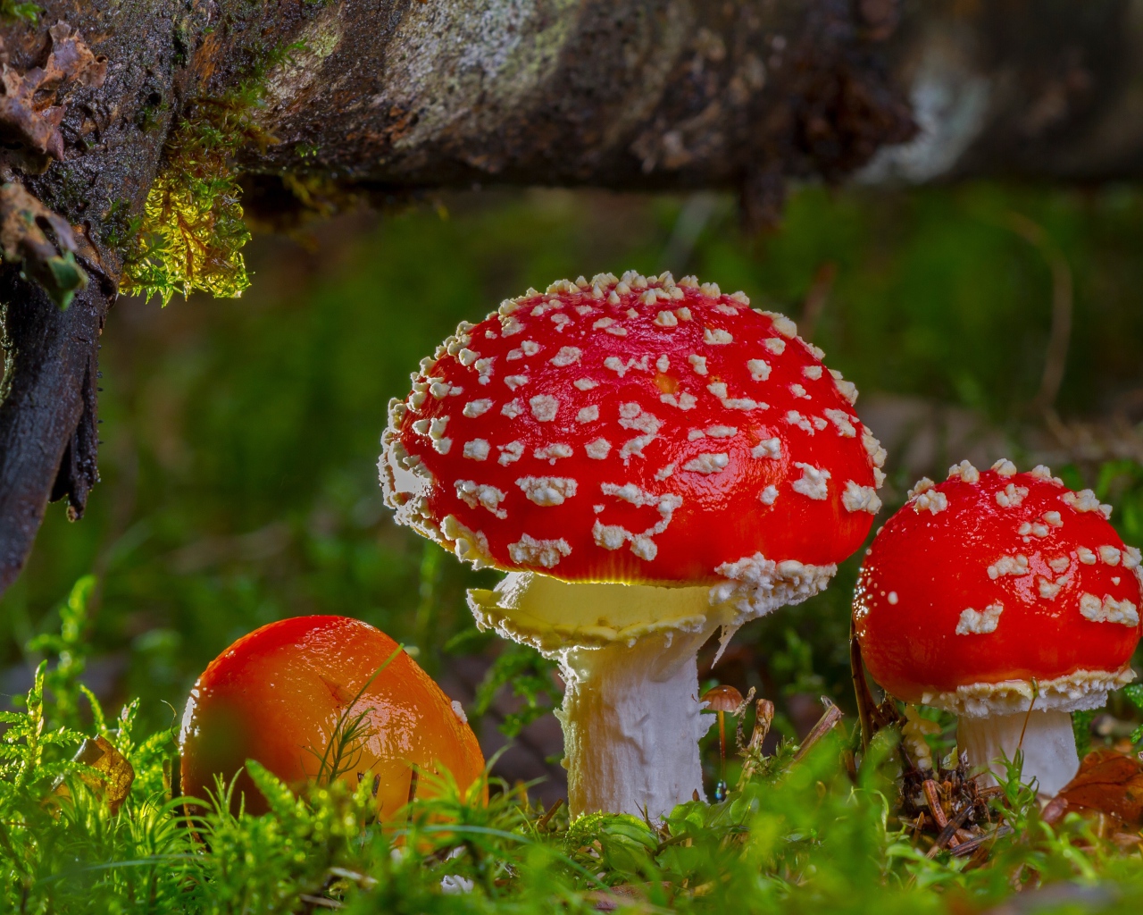 Три красных мухомора под корягой