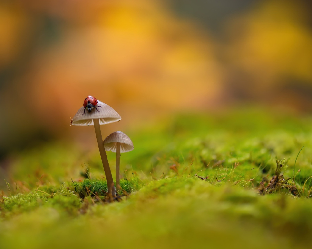 Два гриба поганки на покрытой мхом земле 