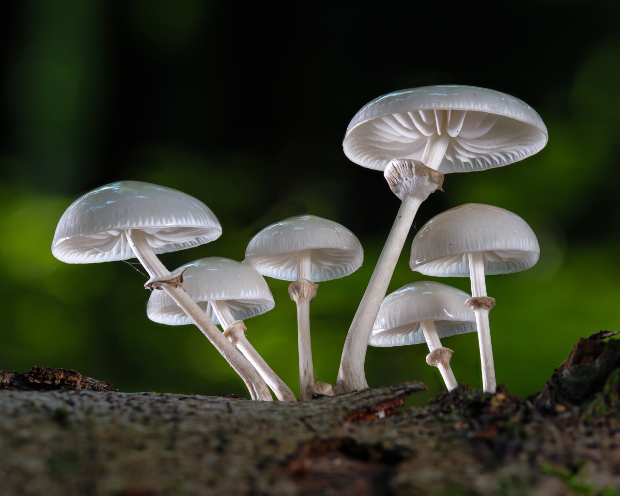 Белые грибы поганки крупным планом