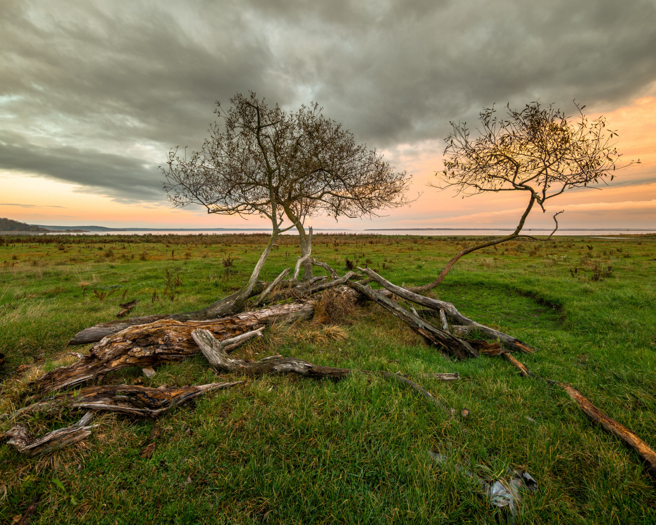 Сухие деревья на зеленой поляне под красивым небом