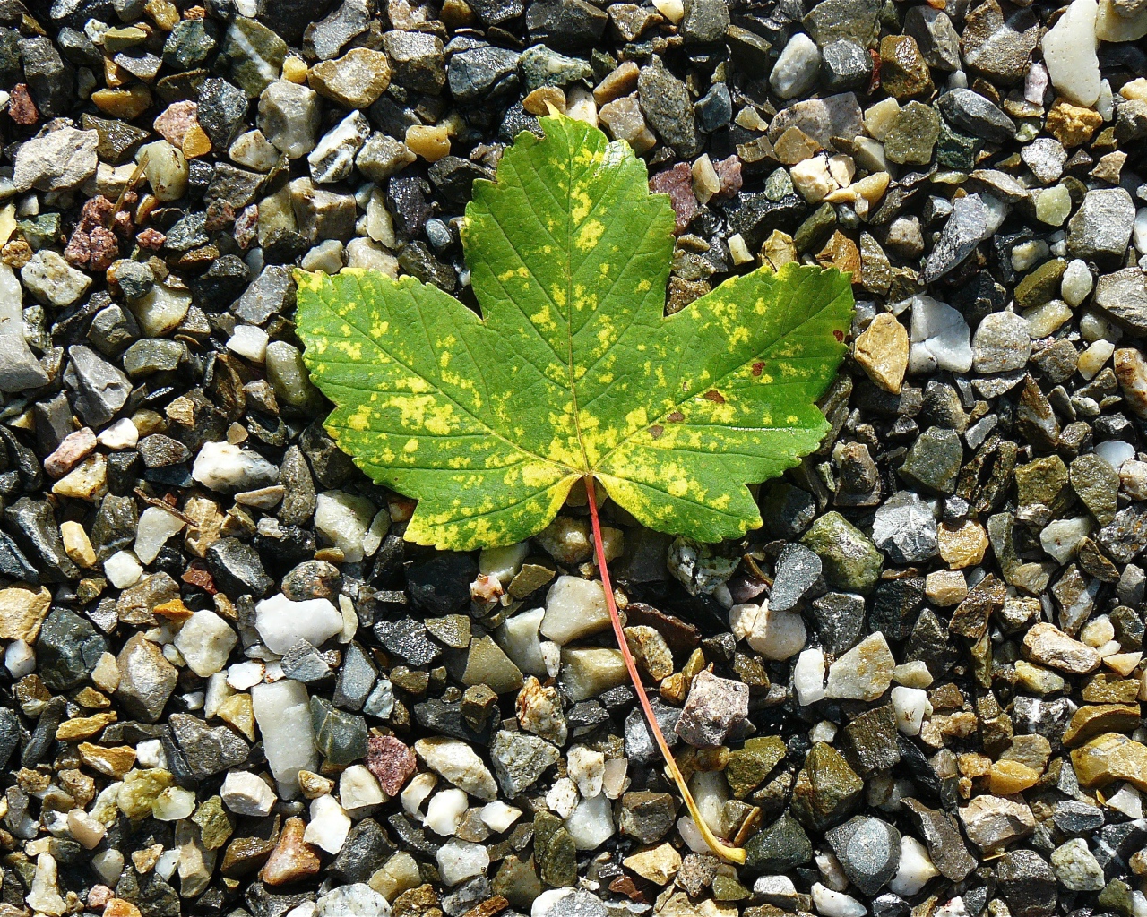 Зеленый лист лежит мелких камнях 