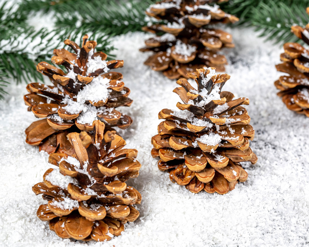 Сосновые шишки покрыты белым снегом
