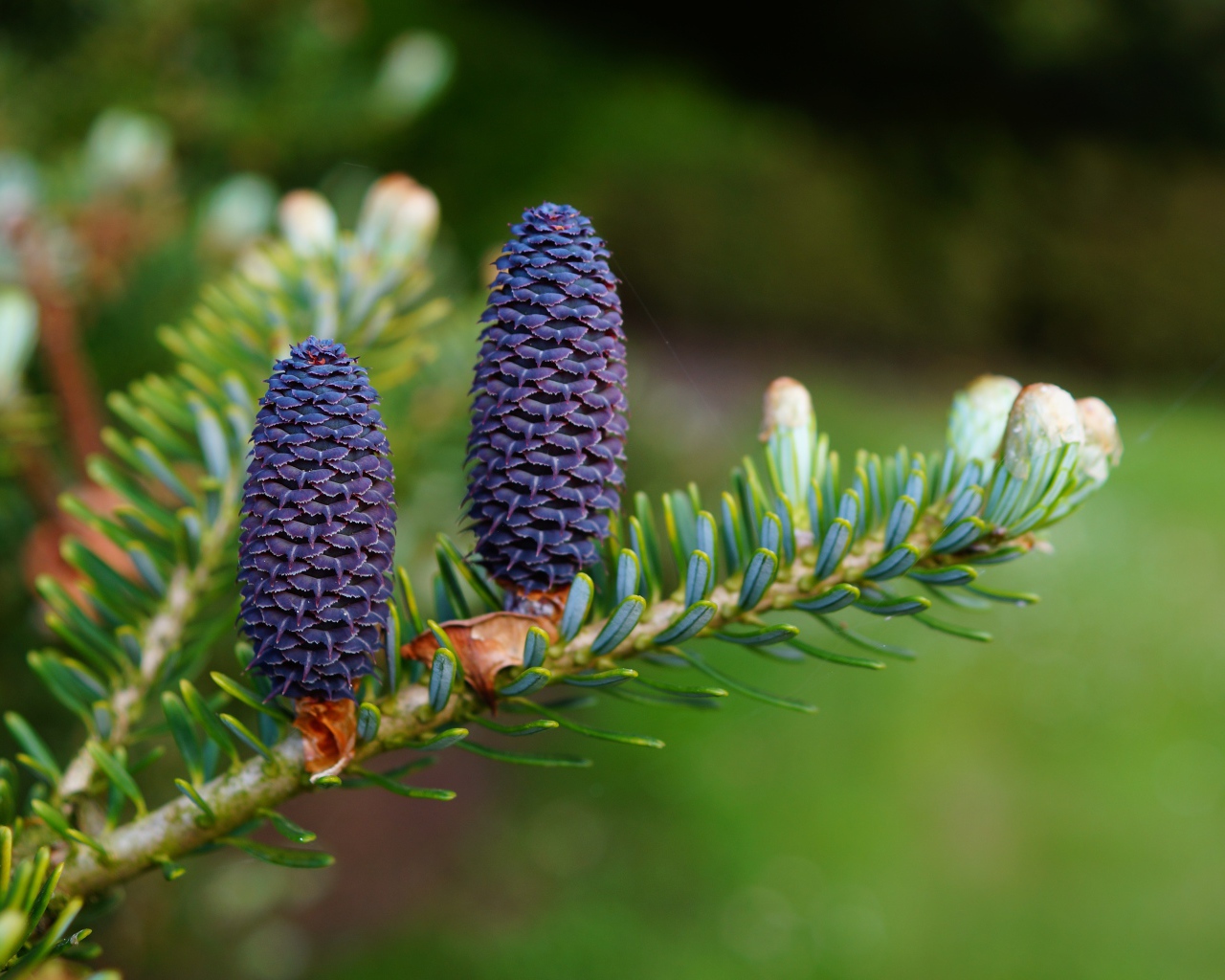 Две голубые шишки на ветке зеленой ели