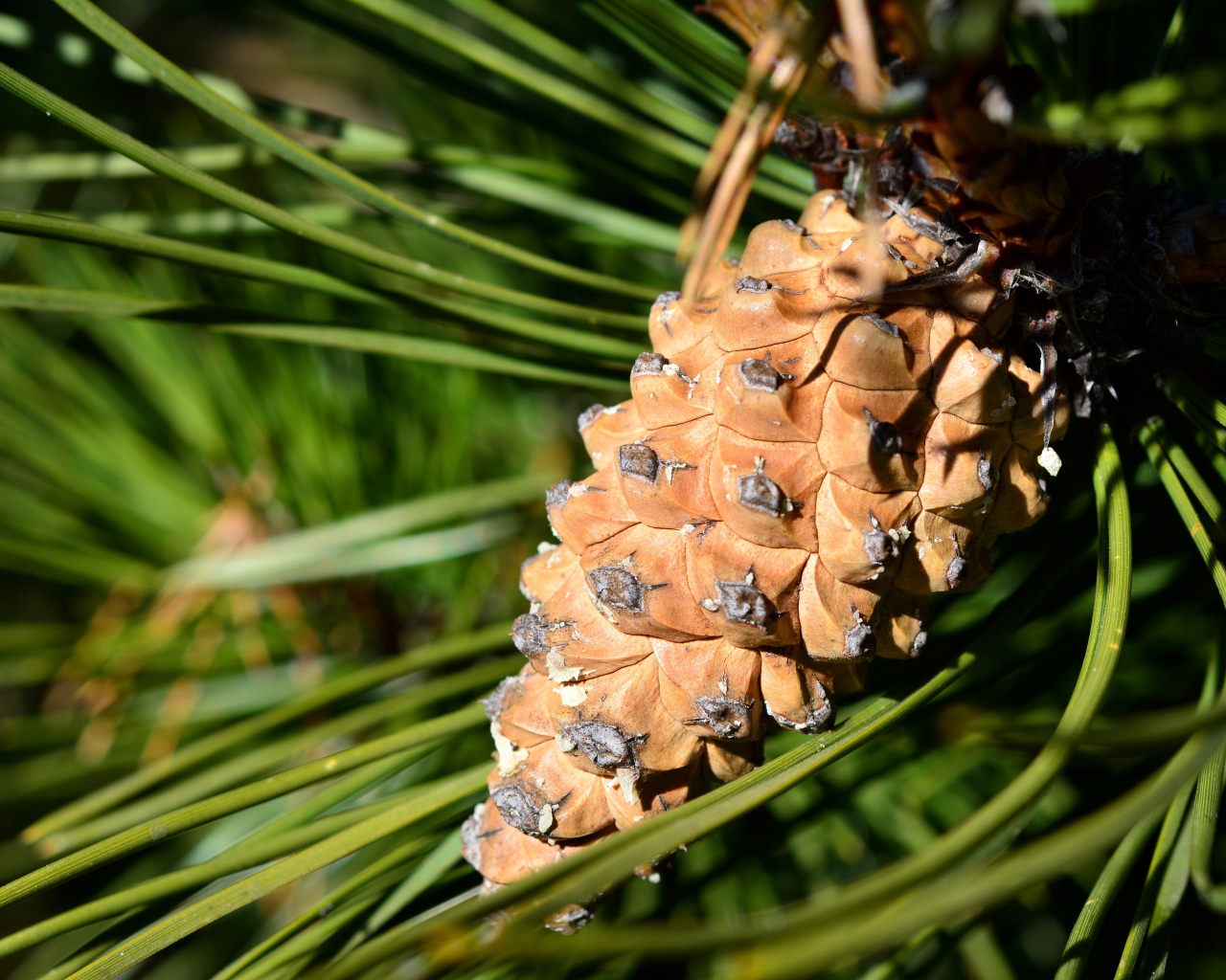 Большая коричневая шишка на сосне 