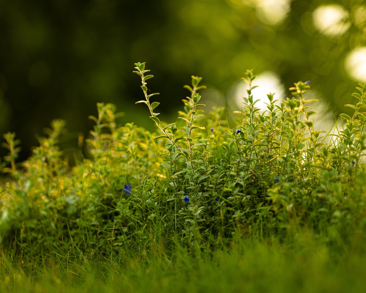 Густая зеленая трава летом 