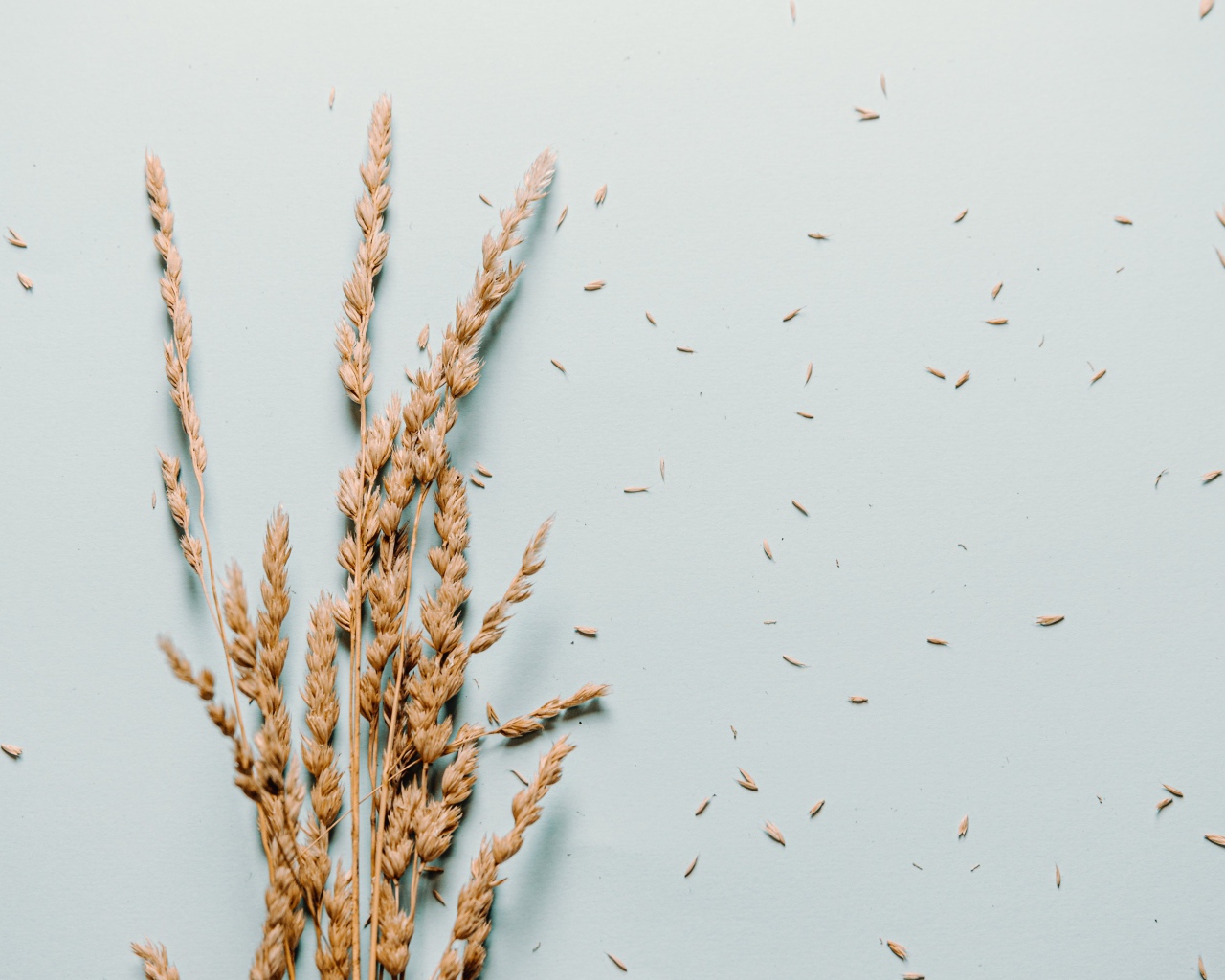 Сухие колосья пшеницы лежат на сером фоне