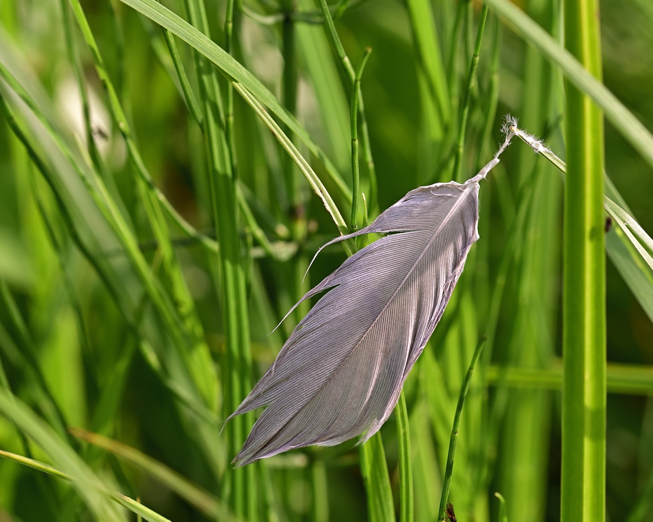 Серое перо лежит на зеленой траве 