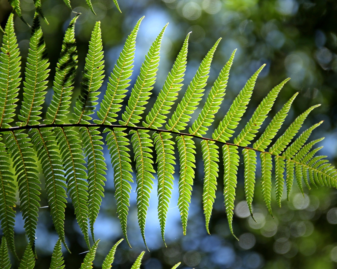 Зеленый лист папоротника в лучах солнца крупным планом 