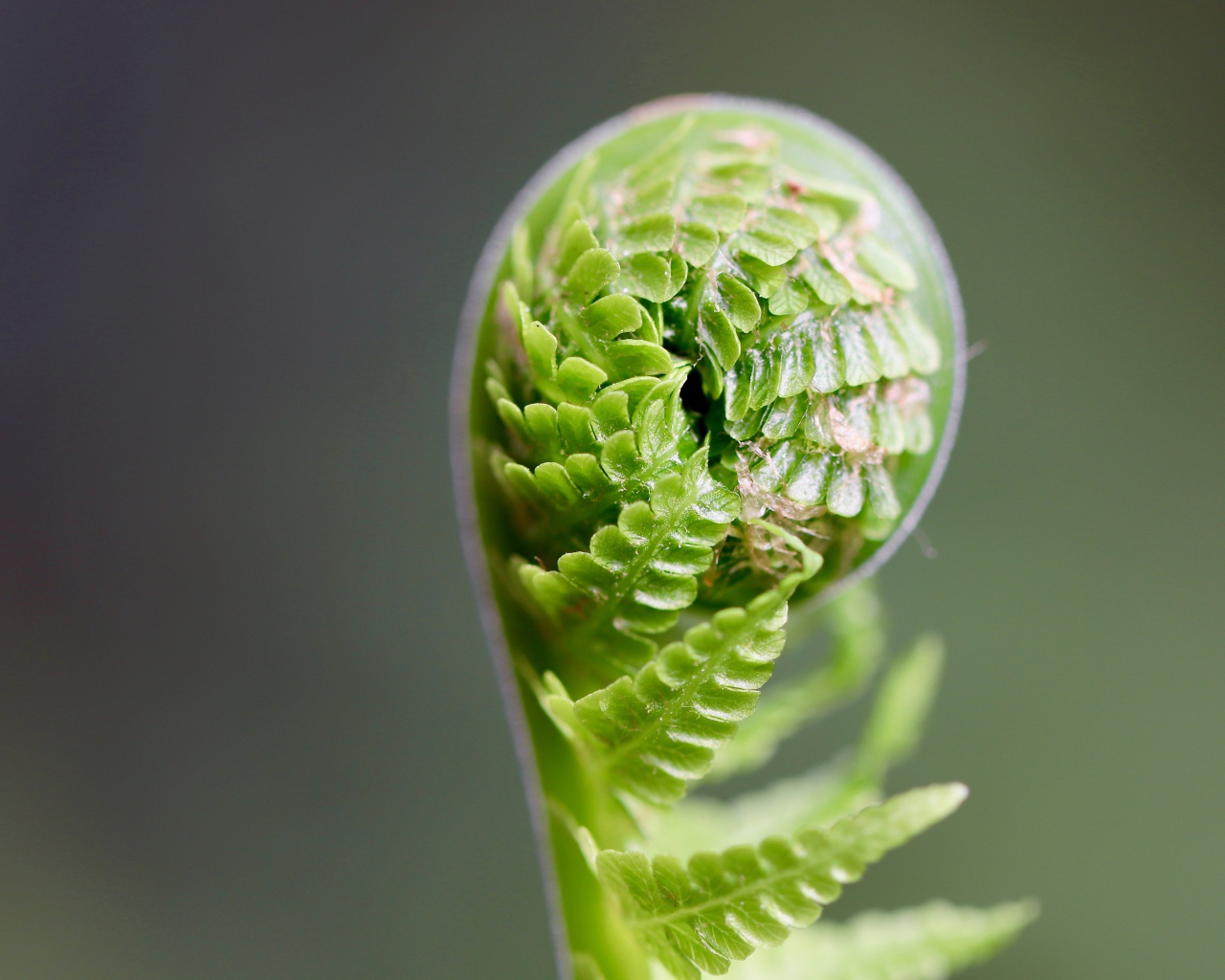 Зеленый лист папоротника раскрывается