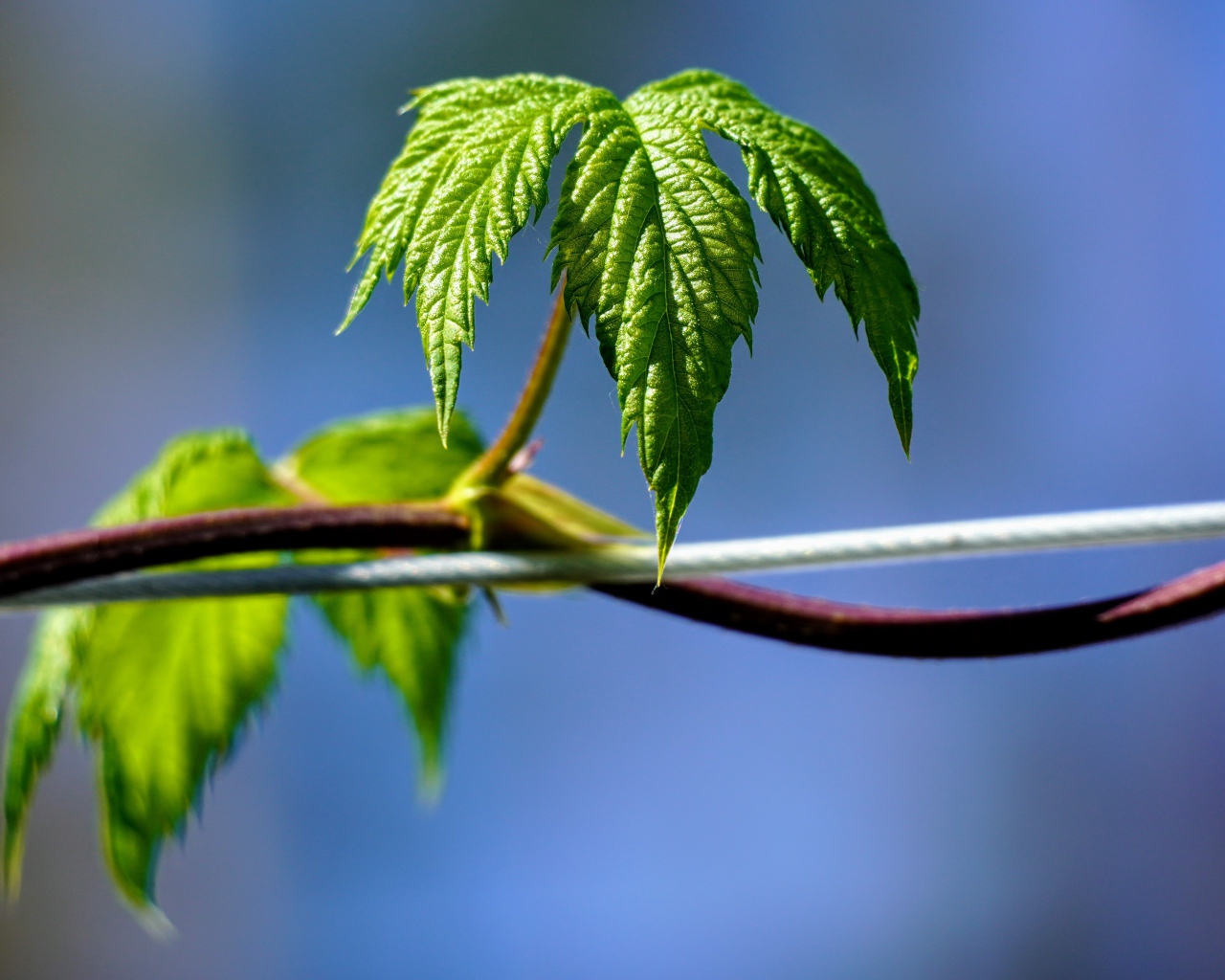 Зеленые листья хмеля на голубом фоне 