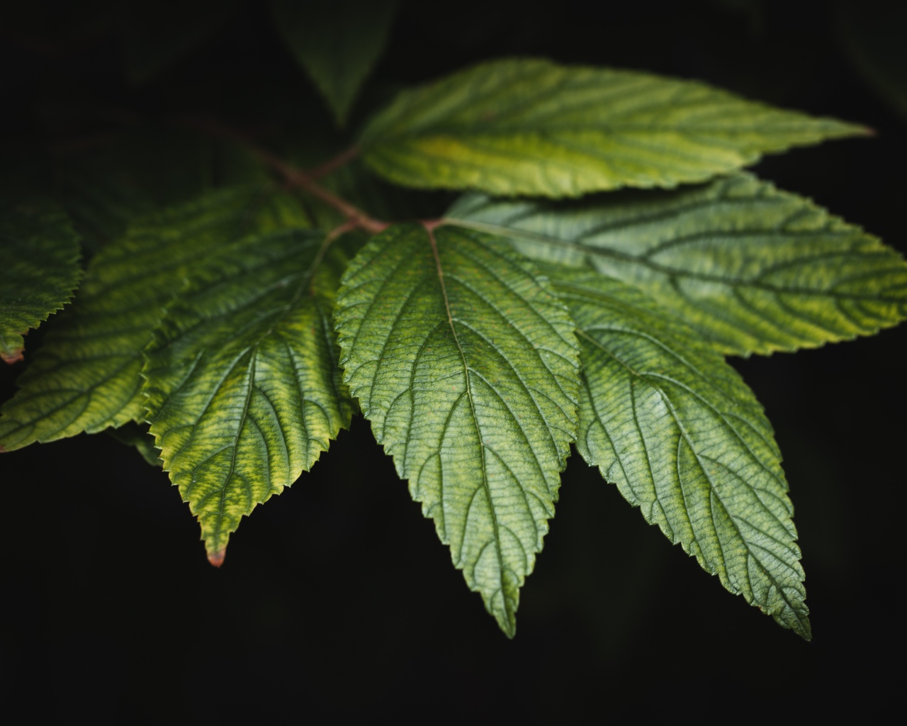 Зеленые листья дерева на черном фоне