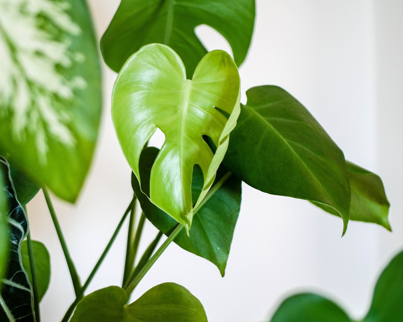 Зеленые листья цветка антуриум 