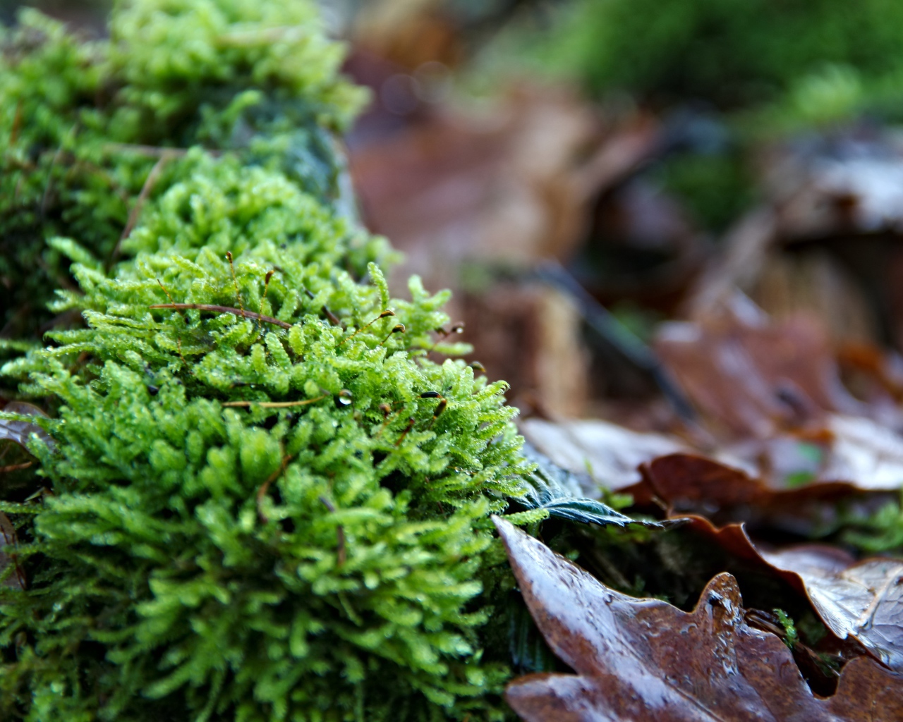 Зеленый мох  на покрытой листьями земле 