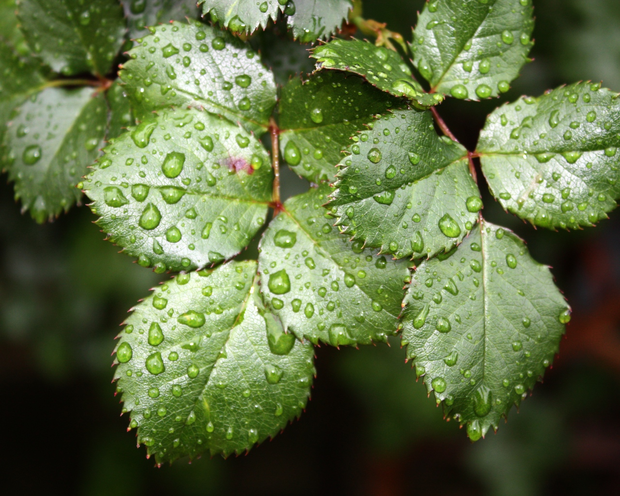Зеленые листья розы в каплях воды