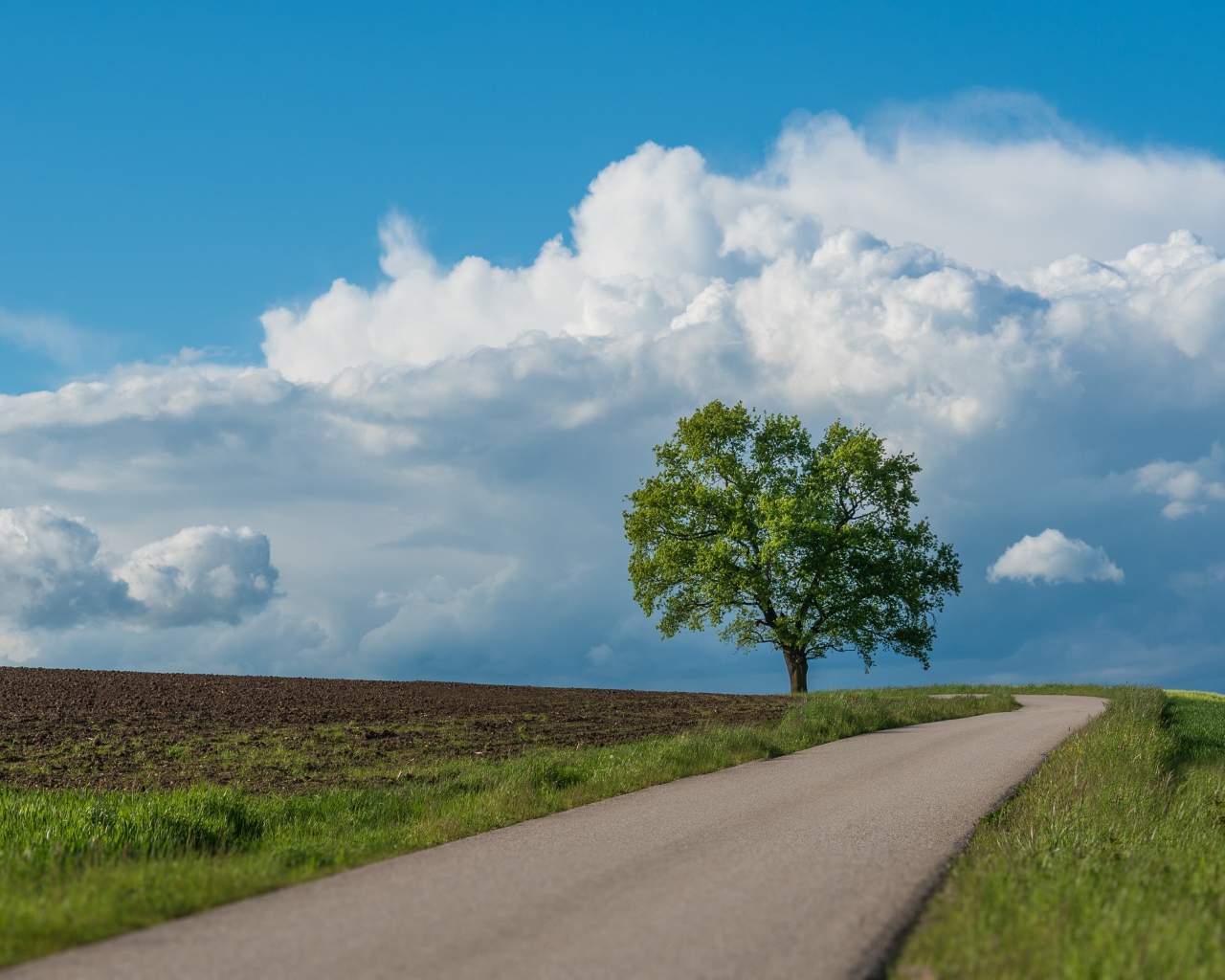 Зеленое дерево у дороги под голубым небом 