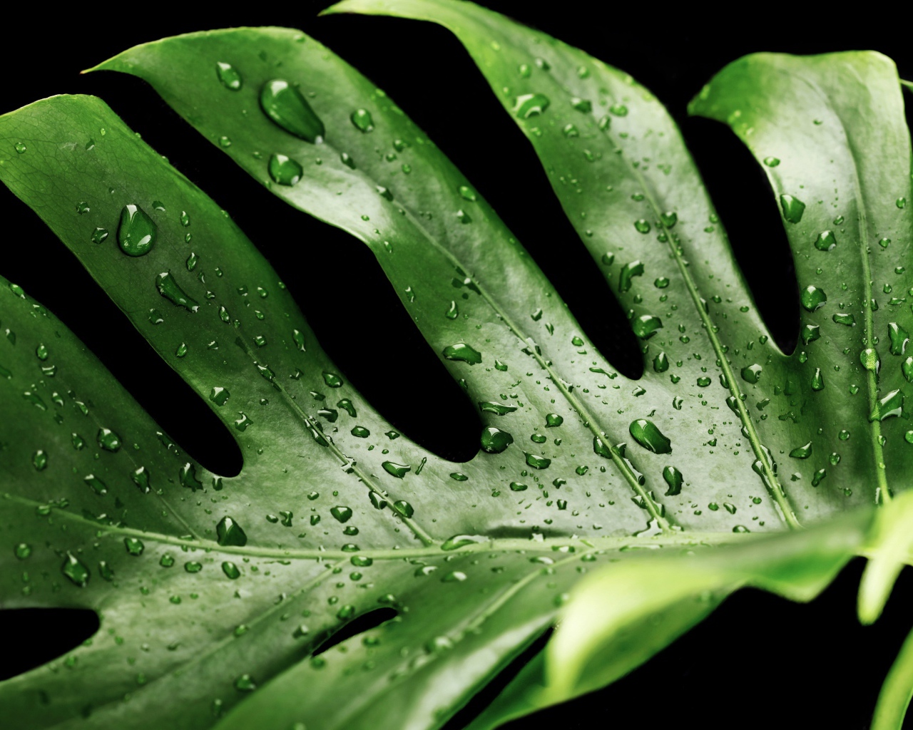 Большой зеленый лист в каплях воды на черном фоне 