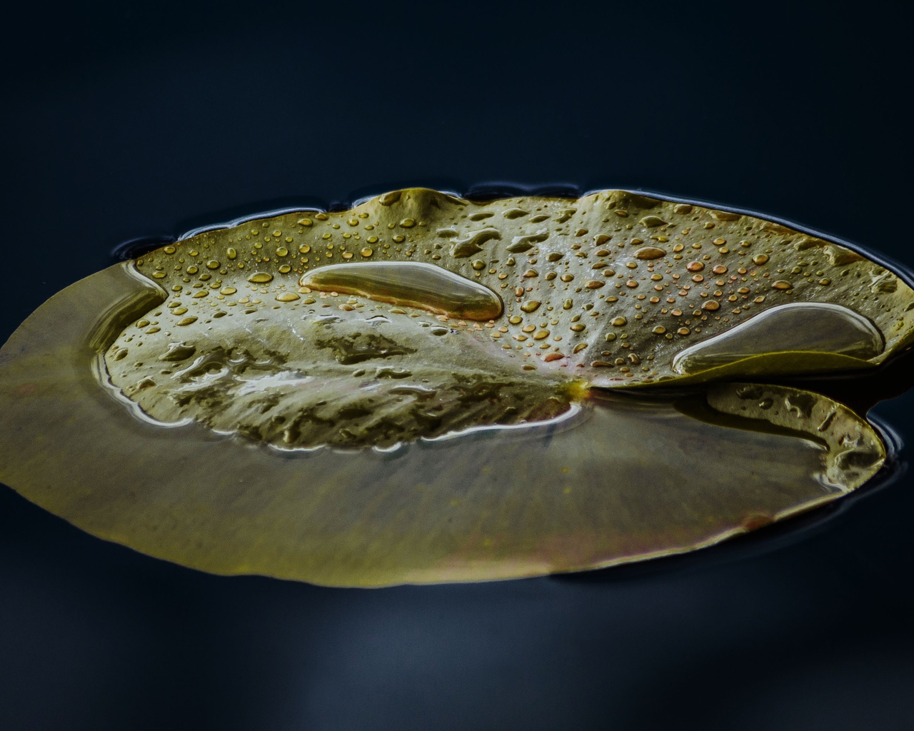 Большой зеленый лист лилии в воде 