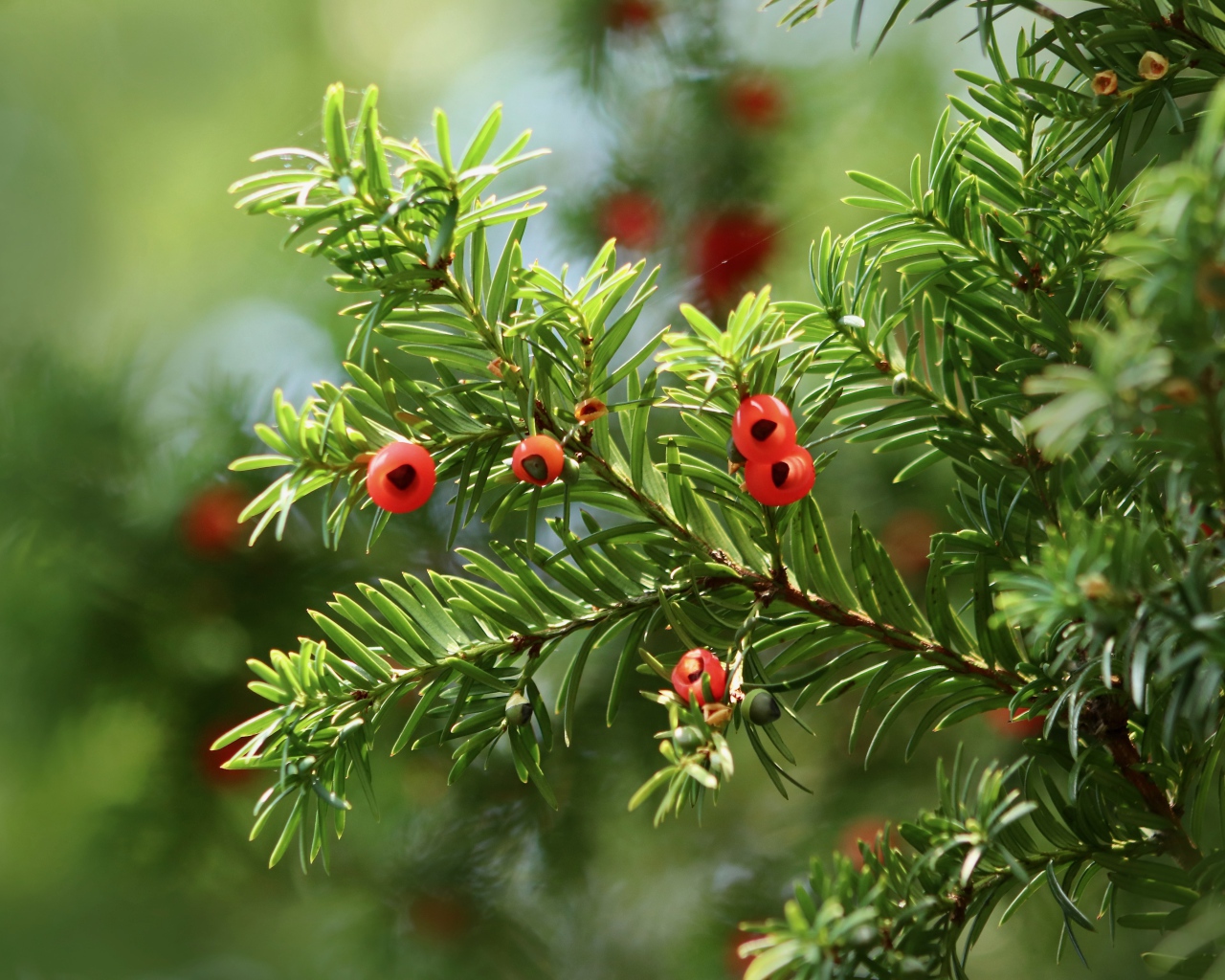 Красные ягоды на ветке пихты 