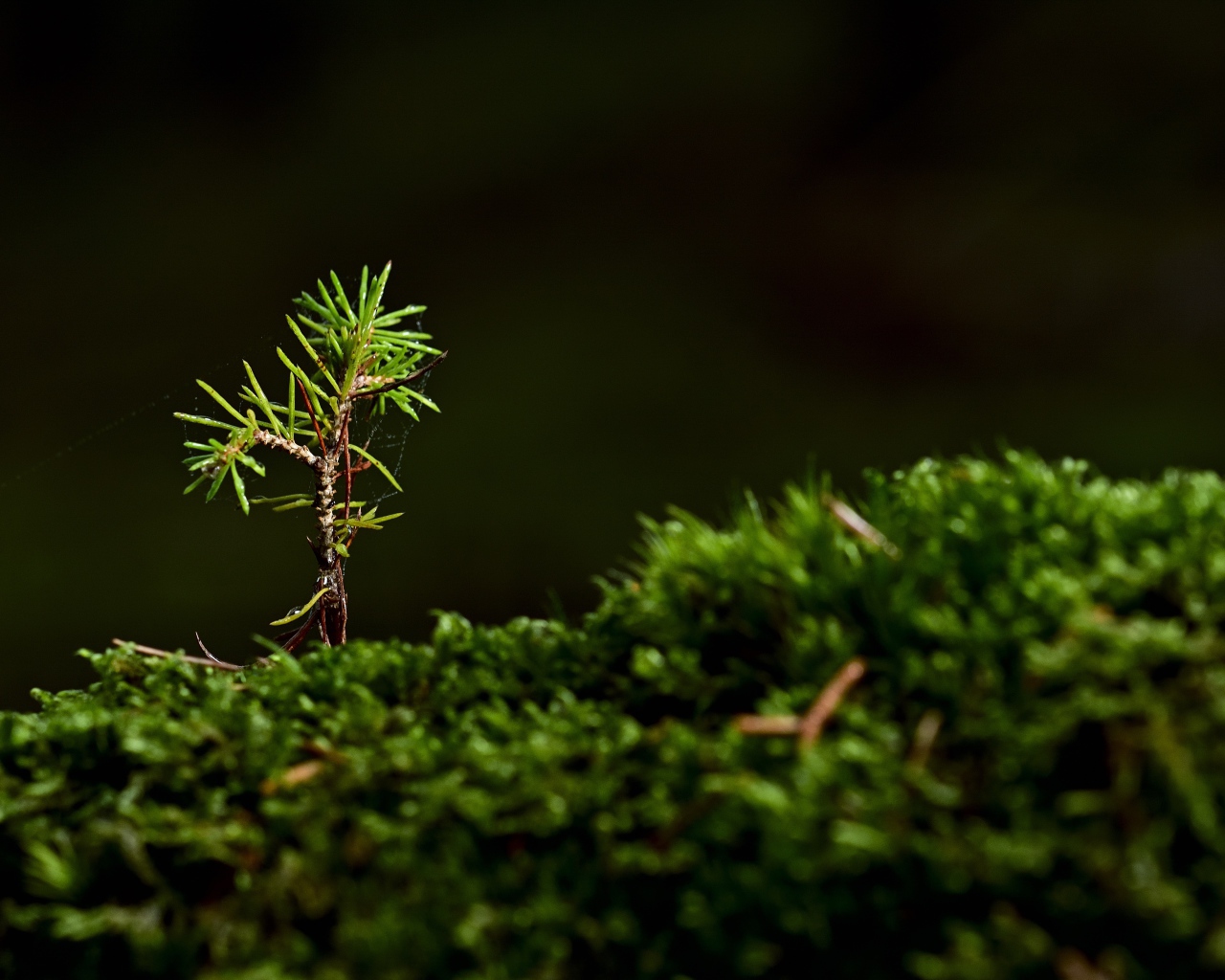 Маленькая растущая ель на покрытой мхом земле