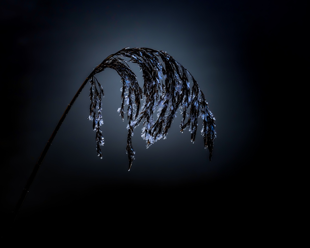 Колосок в инее на черном фоне 