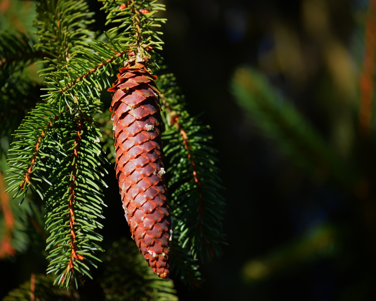 Еловая шишка на ветке с зелеными иголками