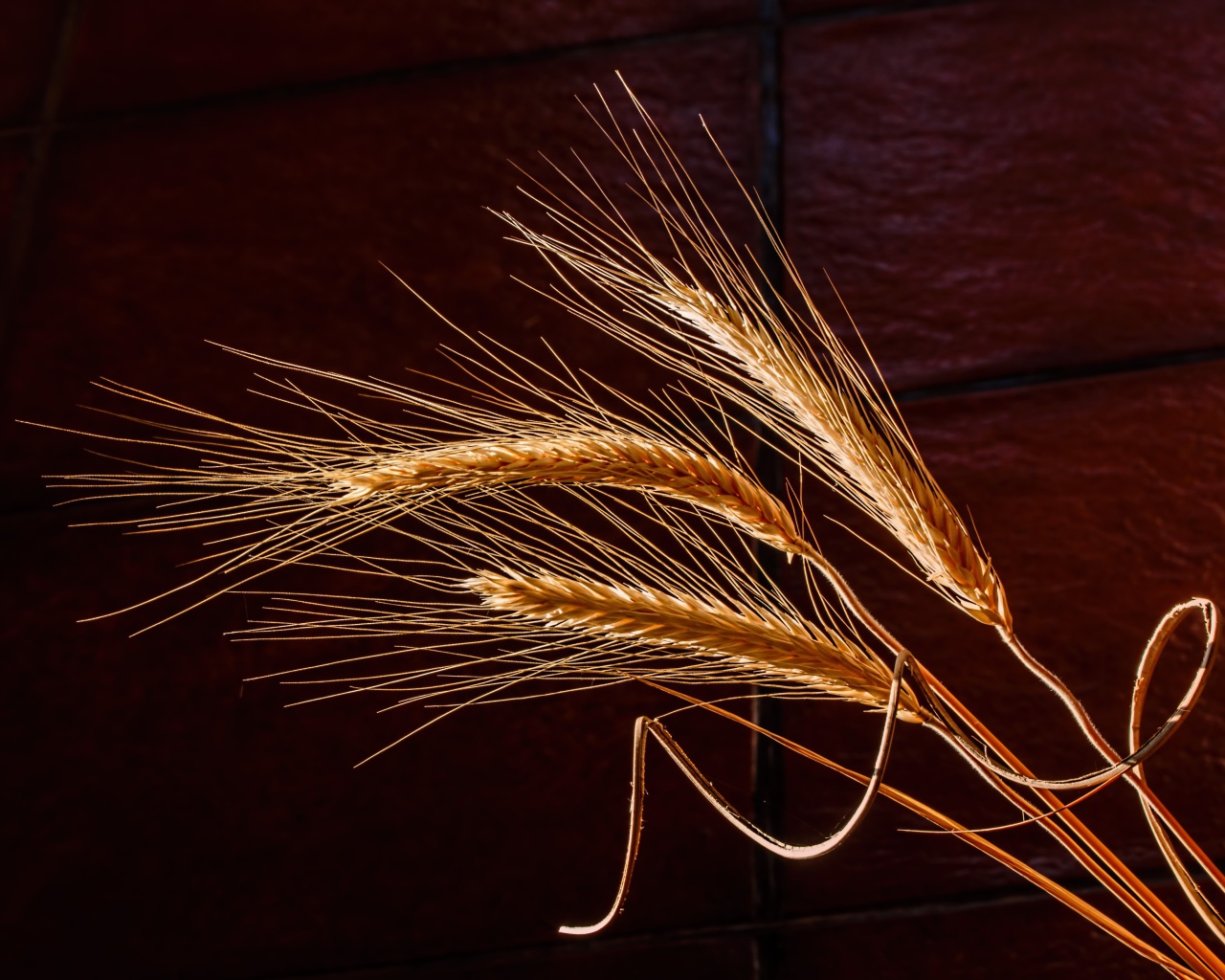 Три колоска пшеницы крупным планом