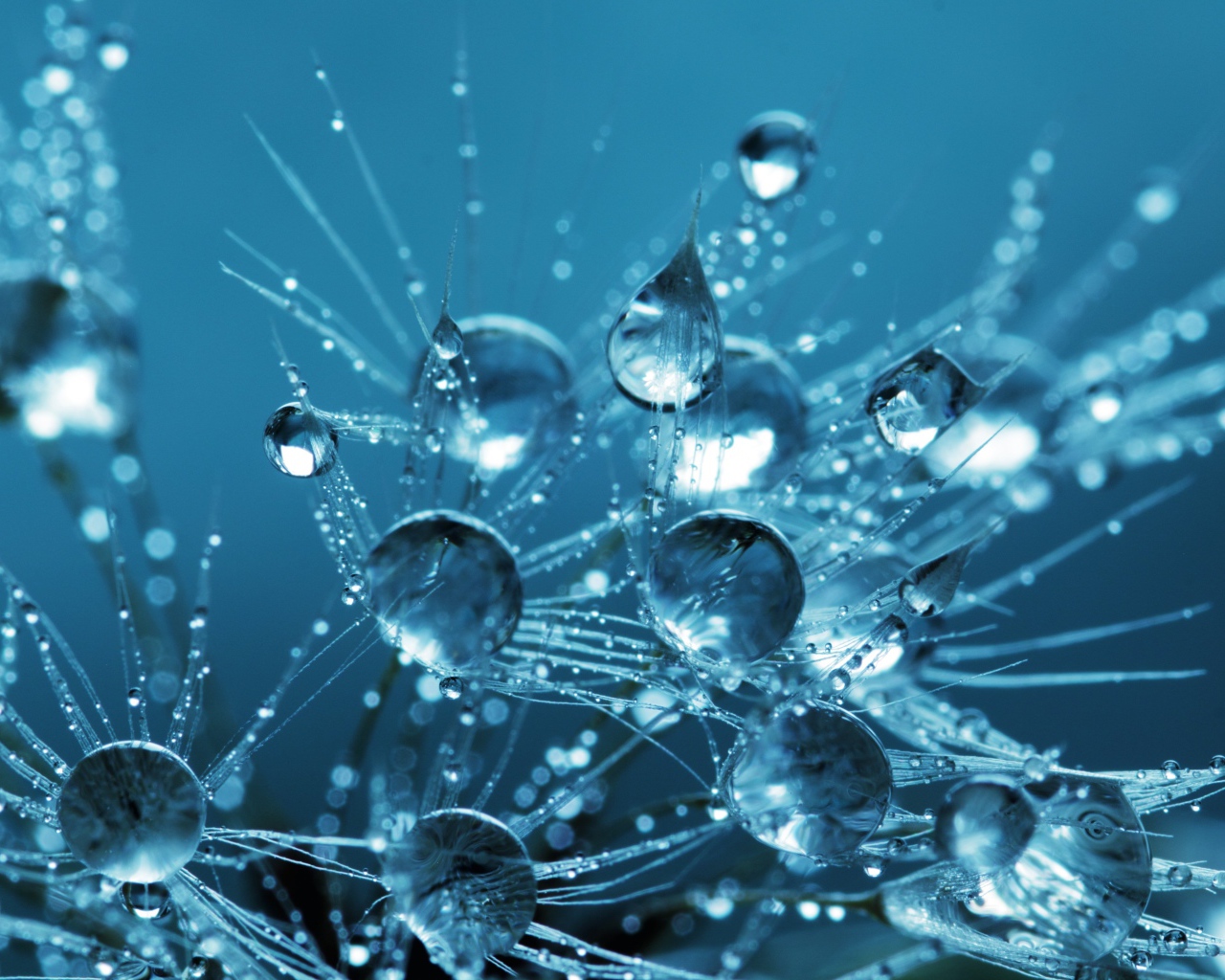 Белые пушинки одуванчика в каплях воды 