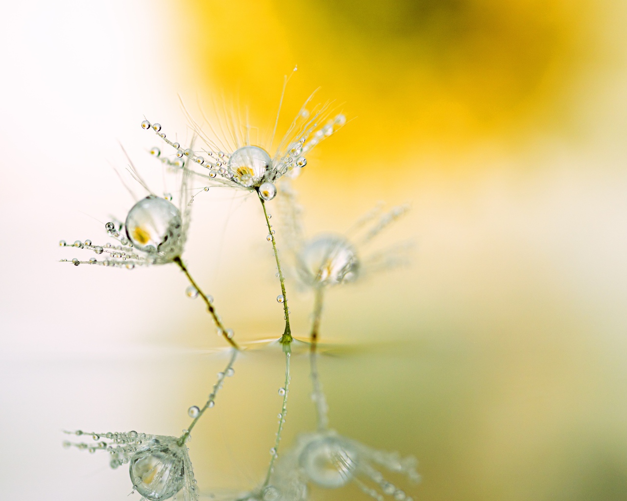 Белые пушинки одуванчика с каплями росы